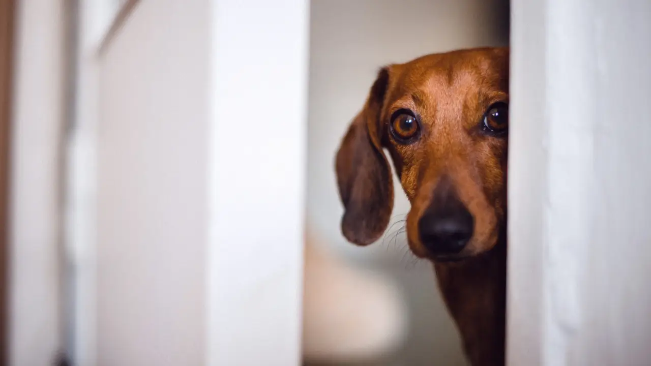 Veterinário examinando via aérea de cão em atendimento de emergência
