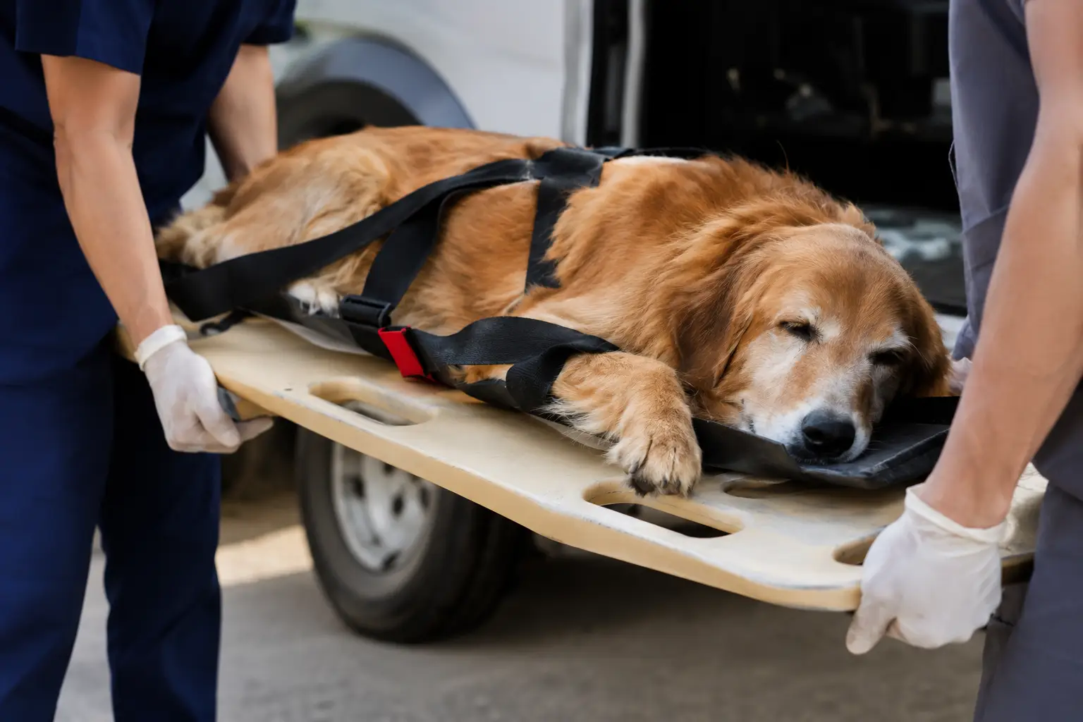 Cachorro deitado sobre uma tábua rígida sendo transportado com cuidado após queda
